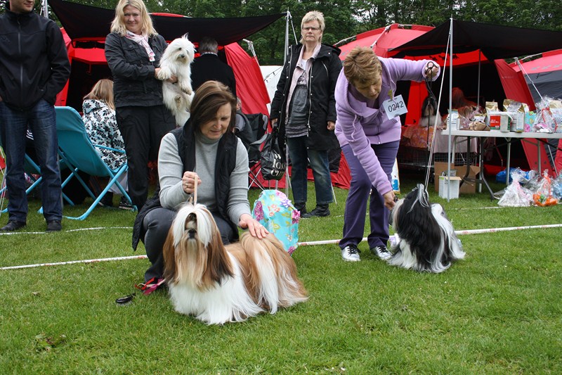 Shih Tzu danmark
